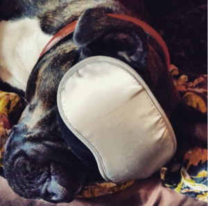 Even pups can use a good sleep mask.